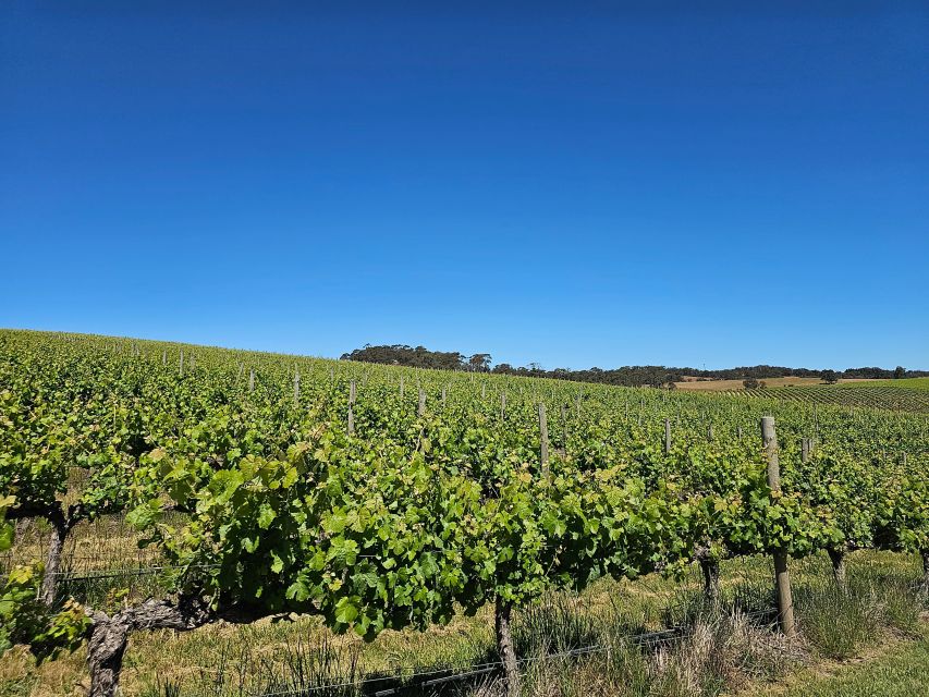 McLaren Vale and Historic Hahndorf Wine Tour - Who Will Love This Tour?