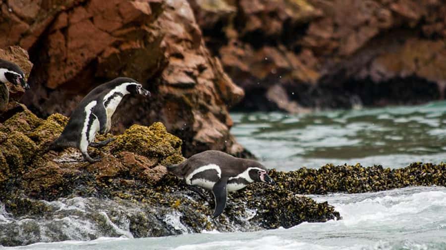 Ballestas Islands & Paracas National Reserve from Paracas - Authentic Highlights and Practical Insights