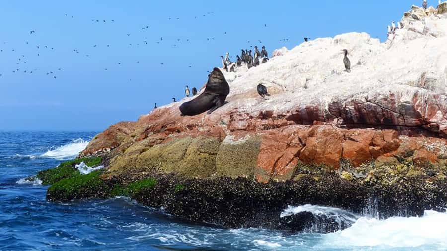 Ballestas Islands & Paracas National Reserve from Paracas - Final Words: Is It Worth It?