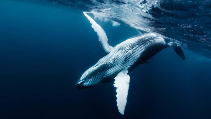 Tahiti island: Whale watching Experience - Why This Tour Offers Great Value