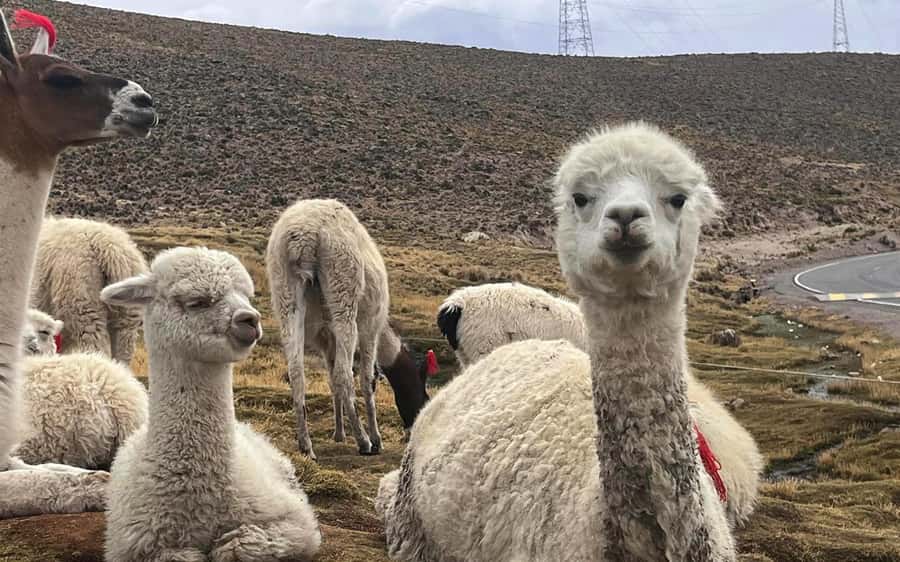 Arequipa: trekking to the Colca Canyon 2 days/1 night - The Value of the Tour