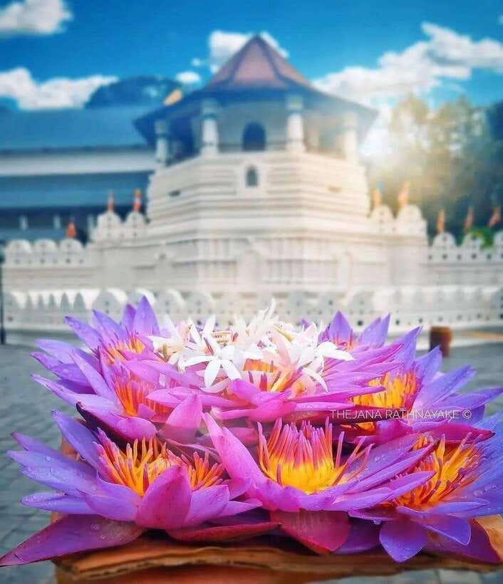 Sigiriya To Kandy Private Transfer: Visit Dambulla Temple - Herbal Spice Garden: An Aromatic Interlude