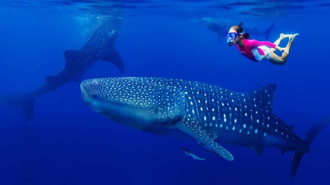 Cebu Oslob Whaleshark, Tumalog Falls&Sumilon Island(Private) - Detailed Itinerary Breakdown