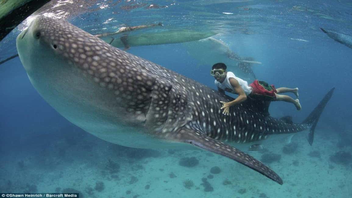 Cebu Oslob Whaleshark, Tumalog Falls&Sumilon Island(Private) - Authentic Insights from Past Travelers
