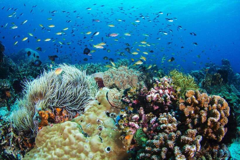 Apo Island Wonders: Snorkel with Sea Turtles in Dumaguete - The Journey to Apo Island – What to Expect