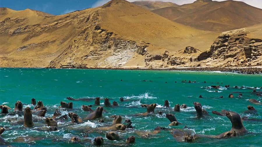 From Lima: full day tour of Paracas and Huacachina Oasis - Practicalities: What to Expect and Tips for Travelers