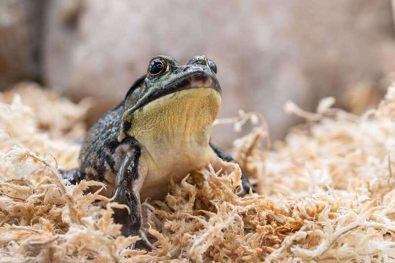 Montreal: Ecomuseum Zoo Entry Ticket - Key Points