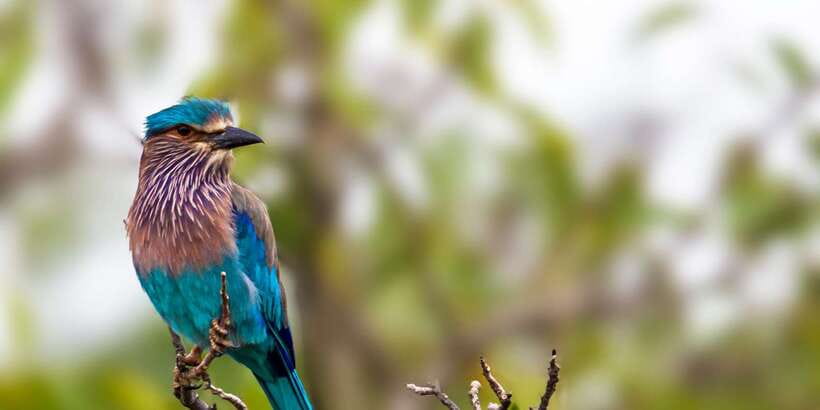 Ella Safari Jeep Tour: Nine Arches, Peaks & Waterfalls - The Sum Up