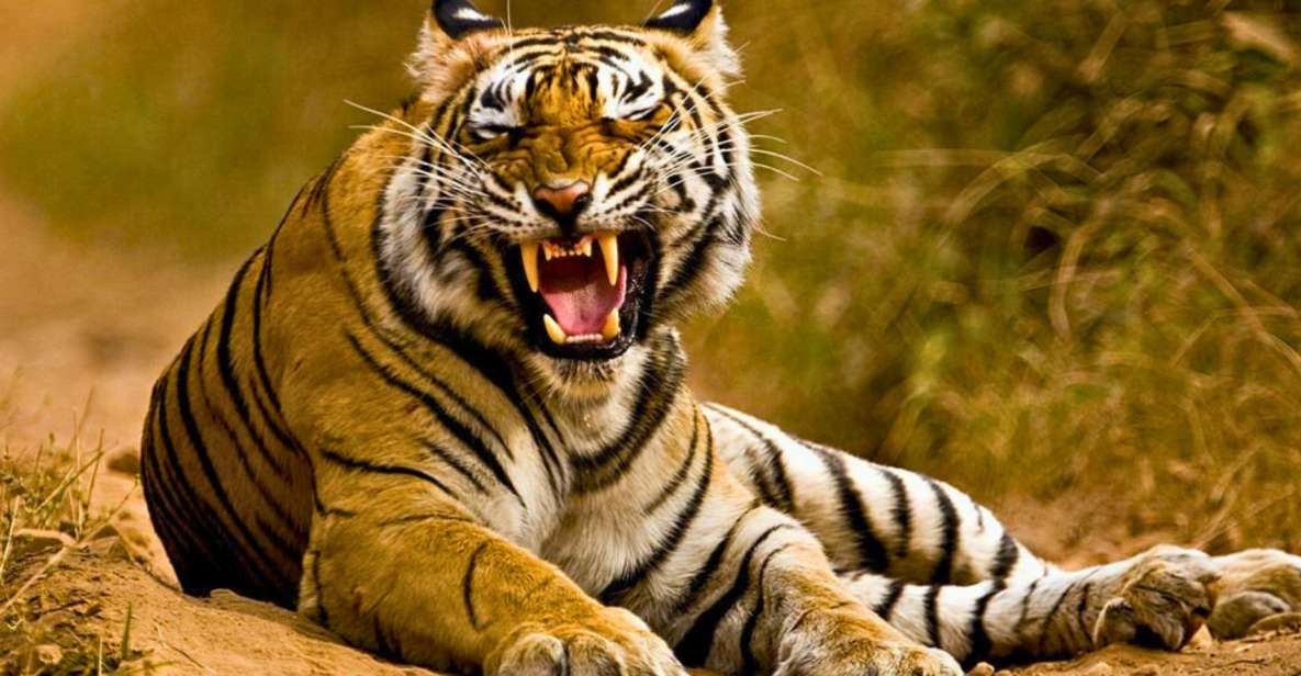 From Delhi: 5-Days Golden Triangle Tour with Tiger Safari - Introduction