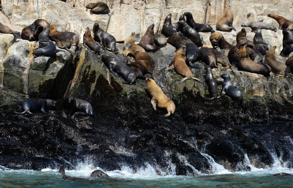 Palomino Islands Yacht Tour and swim alongside the sea lions - A Deep Dive into the Palomino Islands Yacht Tour