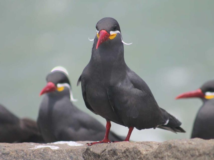 Palomino Islands Yacht Tour and swim alongside the sea lions - The Sum Up