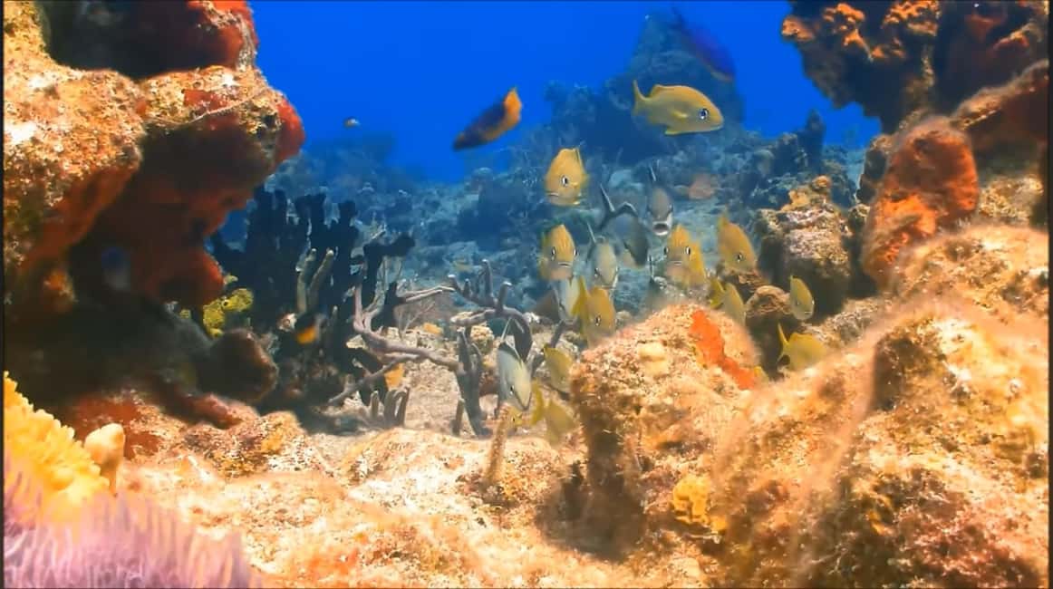 Montego Bay: Private Full-Day Tour to Negril - Practical Details