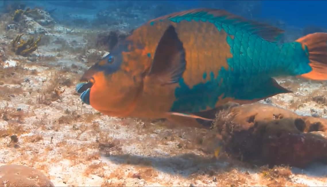 Montego Bay: Private Full-Day Tour to Negril - FAQs