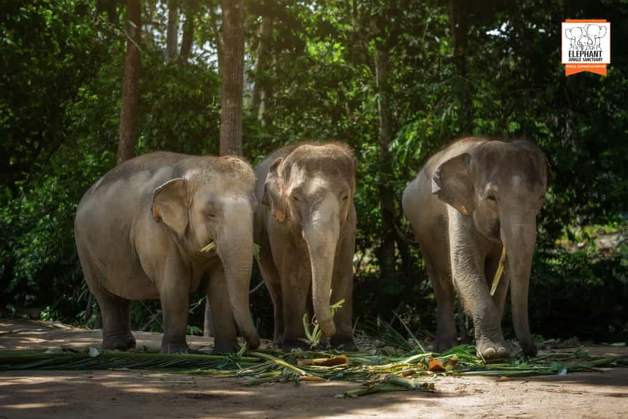 Samui: Elephant Sanctuary Tour - Jungle Walk & Swim - The Itinerary In-Depth