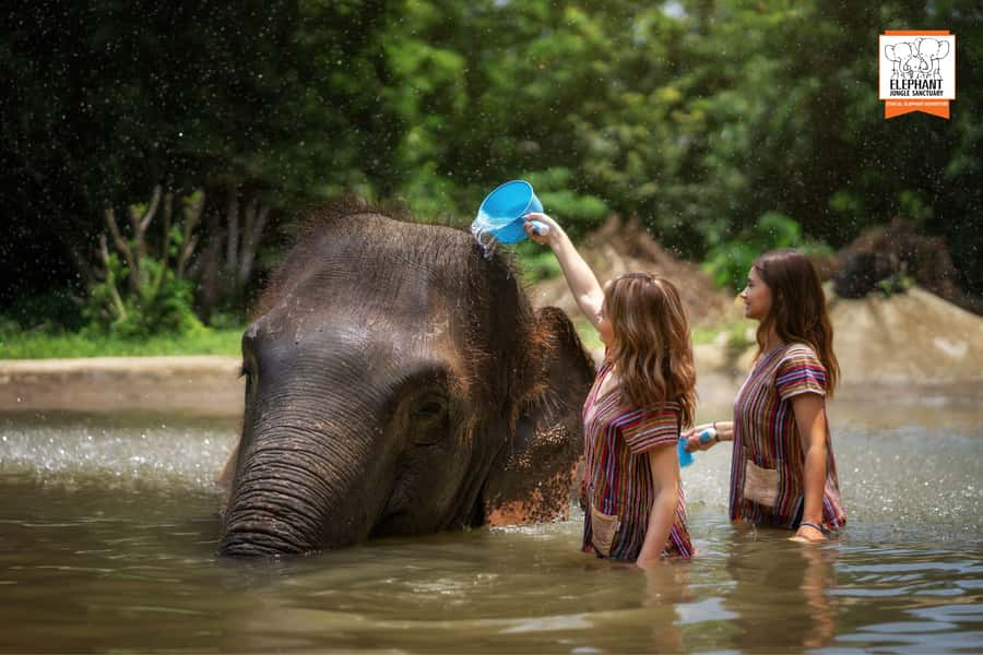 Samui: Elephant Sanctuary Tour - Jungle Walk & Swim - Potential Drawbacks or Considerations