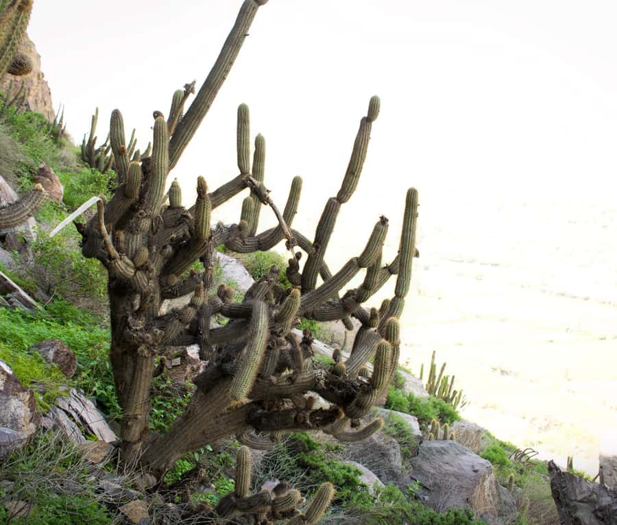 Rock Climbing in Arequipa, Perú - An Up-Close Look at the Rock Climbing Tour