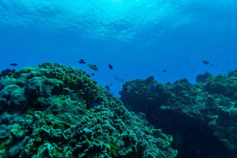 Cozumel: Fun Dive Adventure for Certificates - Key Points