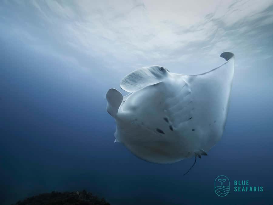 Byron Bay: Snorkelling Tour of Julian Rocks "Nuthungulli" - Starting Point and Transportation