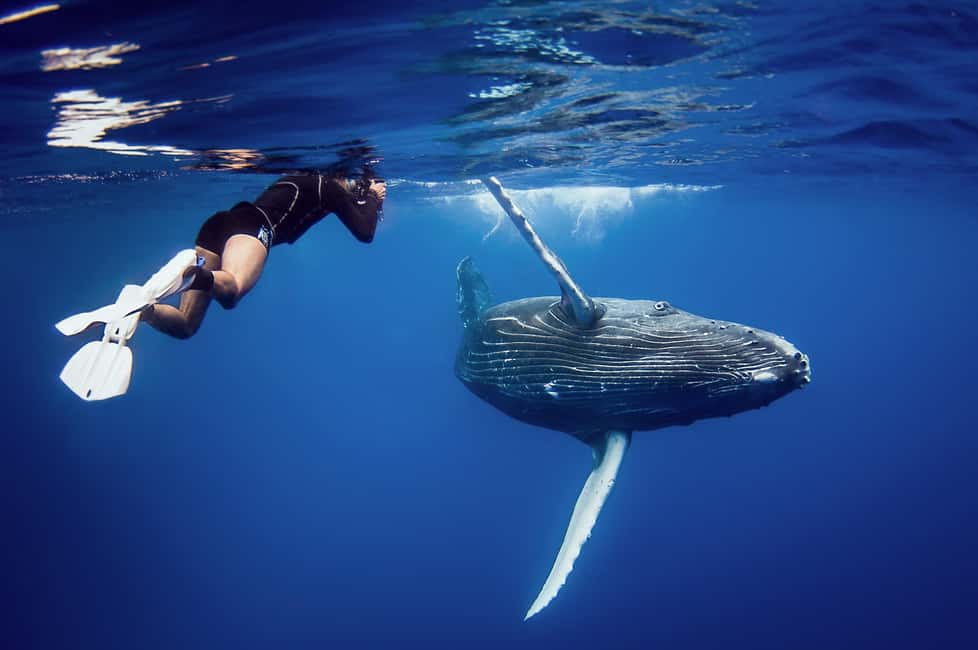 Punta Cana: Samana Whale Watching Cruise - FAQ