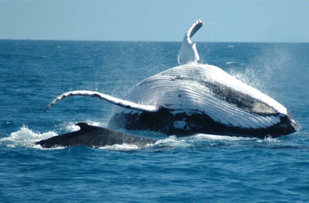 From Punta Cana: Sanctuary Whale Watching Day Trip - What Makes This Tour Stand Out