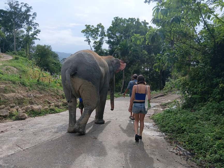 Phuket: Guided Tour to Elephant Sanctuary & Hotel Transfer - Final Thoughts