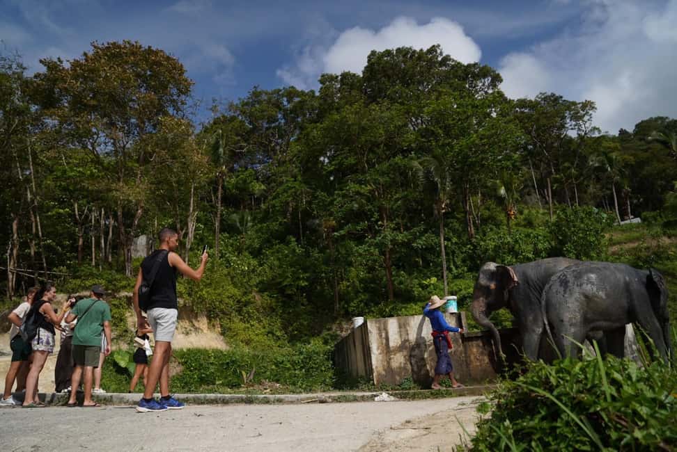 Phuket: Patong Elephant Sanctuary Observe & Learn Experience - Good To Know  
