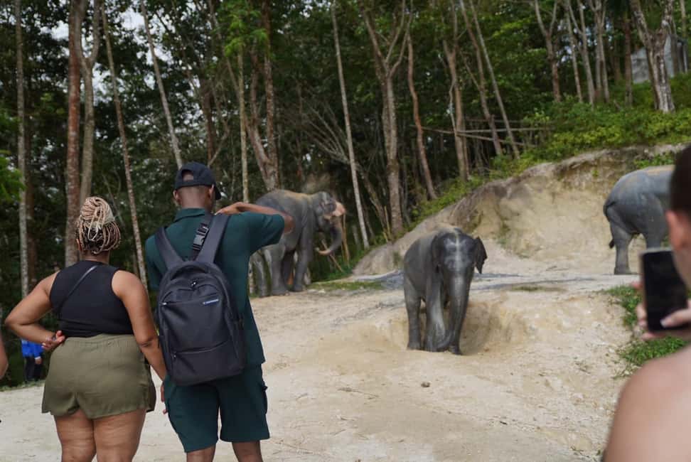 Phuket: Patong Elephant Sanctuary Observe & Learn Experience - What’s in the Itinerary?