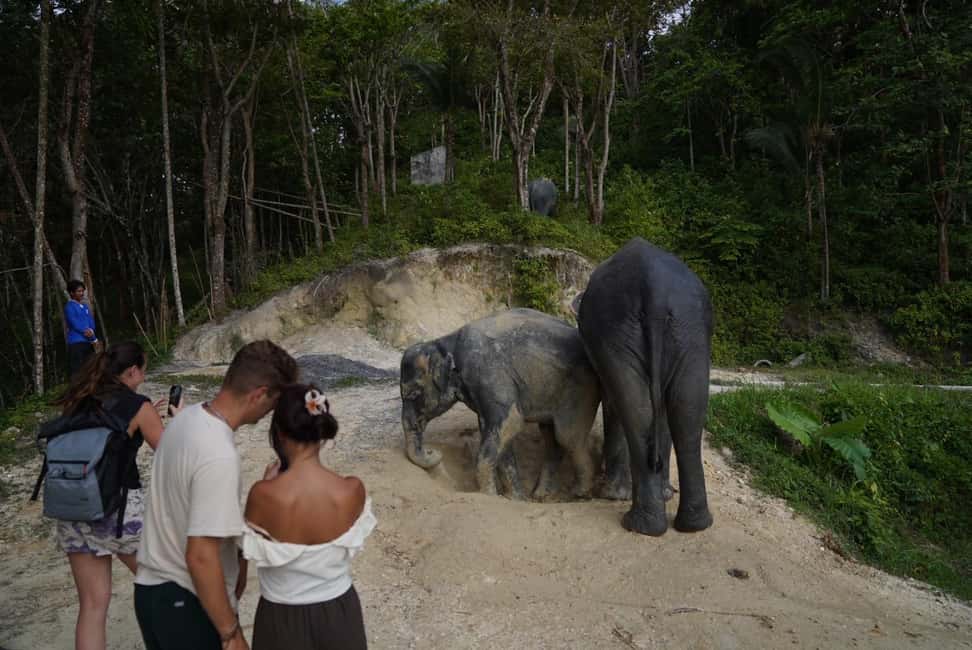 Phuket: Patong Elephant Sanctuary Observe & Learn Experience - Practical Tips for Visitors