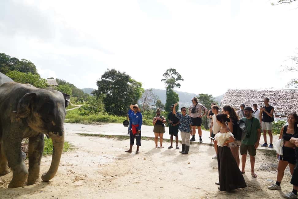 Phuket: Patong Elephant Sanctuary Observe & Learn Experience - FAQs