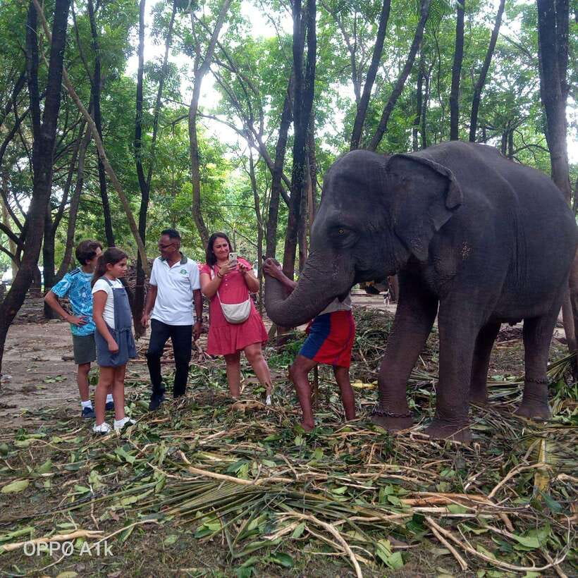 Ceylon Tea Experience from Colombo Port Passenger Terminal - In-Depth Review of the Ceylon Tea Experience
