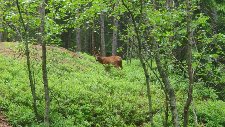 Wolf and Wildlife Tracking in Sweden - Who Will Love This Experience