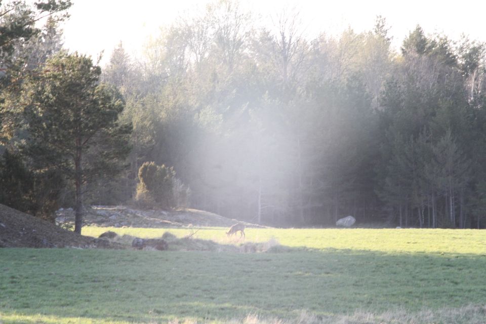 Wolf and Wildlife Tracking in Sweden - Detailed Breakdown: What to Expect