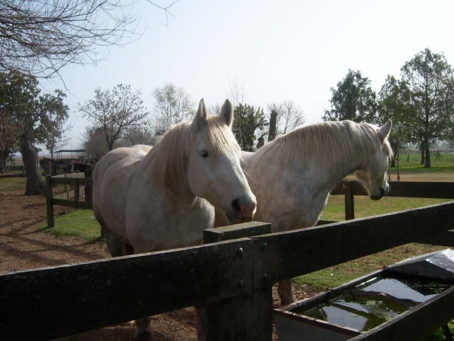 From Buenos Aires: San Antonio de Areco Day Tour - A Closer Look at the Itinerary