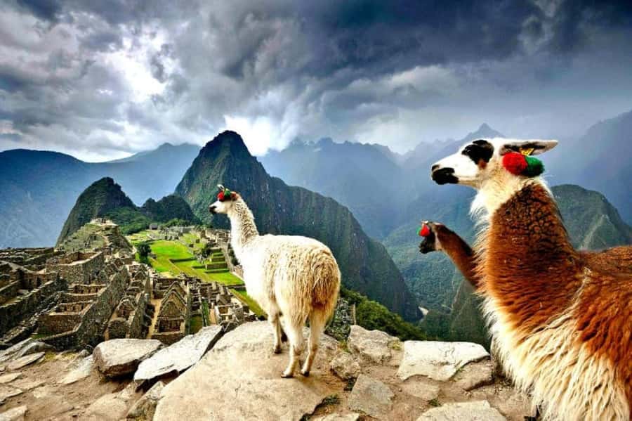 Desde Lima: Tour Ica Paracas Islas Ballesta full day - Key Points