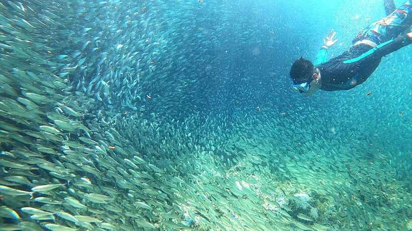 From Cebu City: Moalboal Pescador Snorkeling Tour + Lunch - Detailed Tour Breakdown