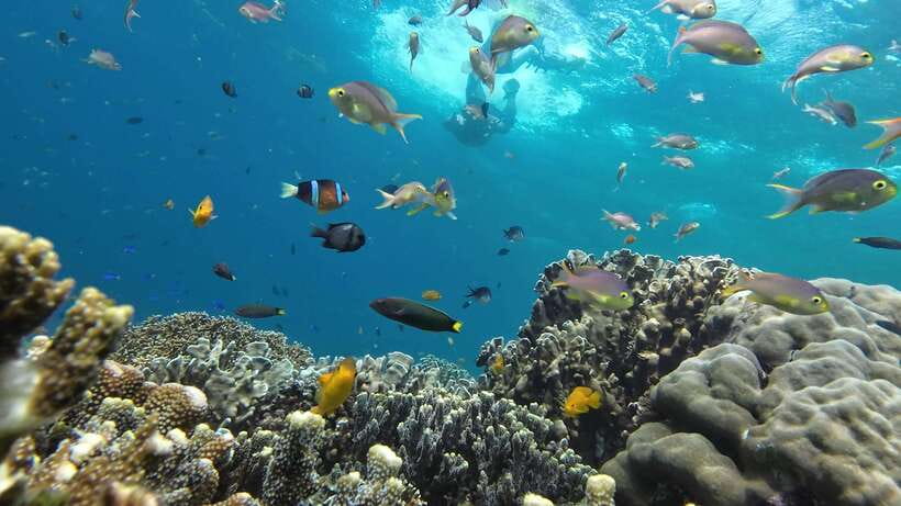 From Cebu City: Moalboal Pescador Snorkeling Tour + Lunch - The Sum Up