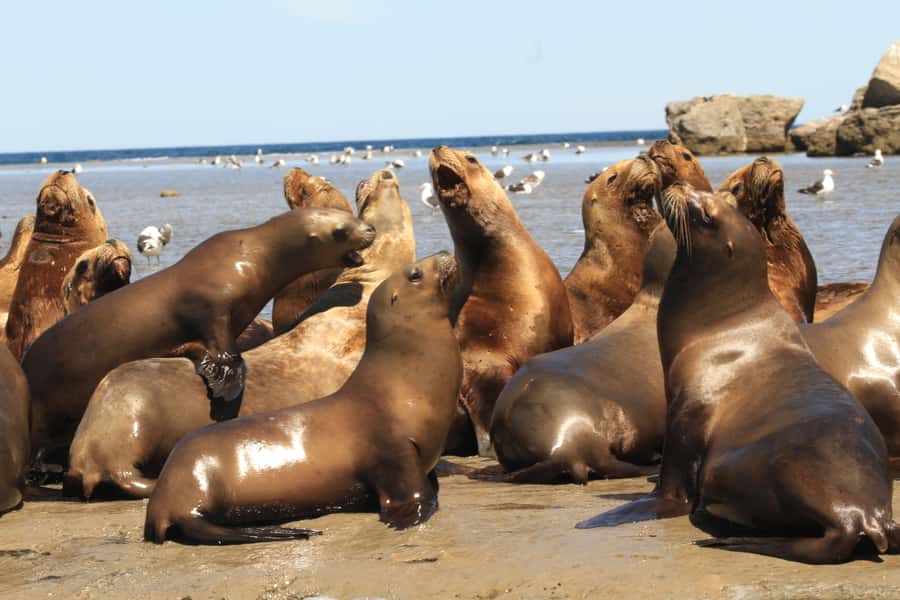 From Puerto Madryn: City and Punta Loma Tour - Final Thoughts