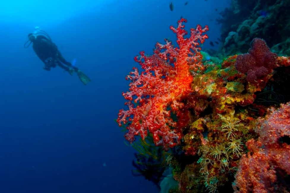 Punta Cana: Reef Diving Adventure Explore Underwater Wonders - Why This Tour Stands Out