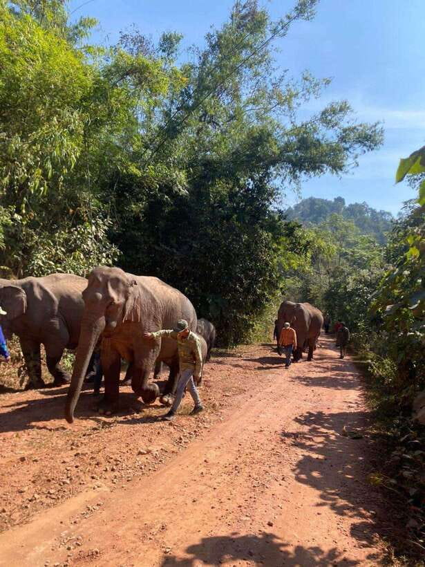 Elephant Home Sanctuary in Muang Thong Sayaboury Laos - Practicalities: What’s Included & How It Works