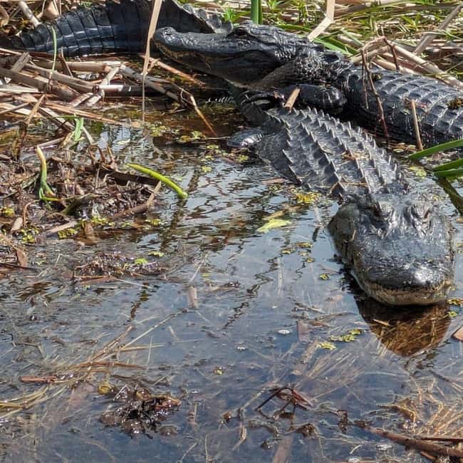 Kissimmee: Everglades Alligator and Wildlife Airboat Tour - A Closer Look at the Experience
