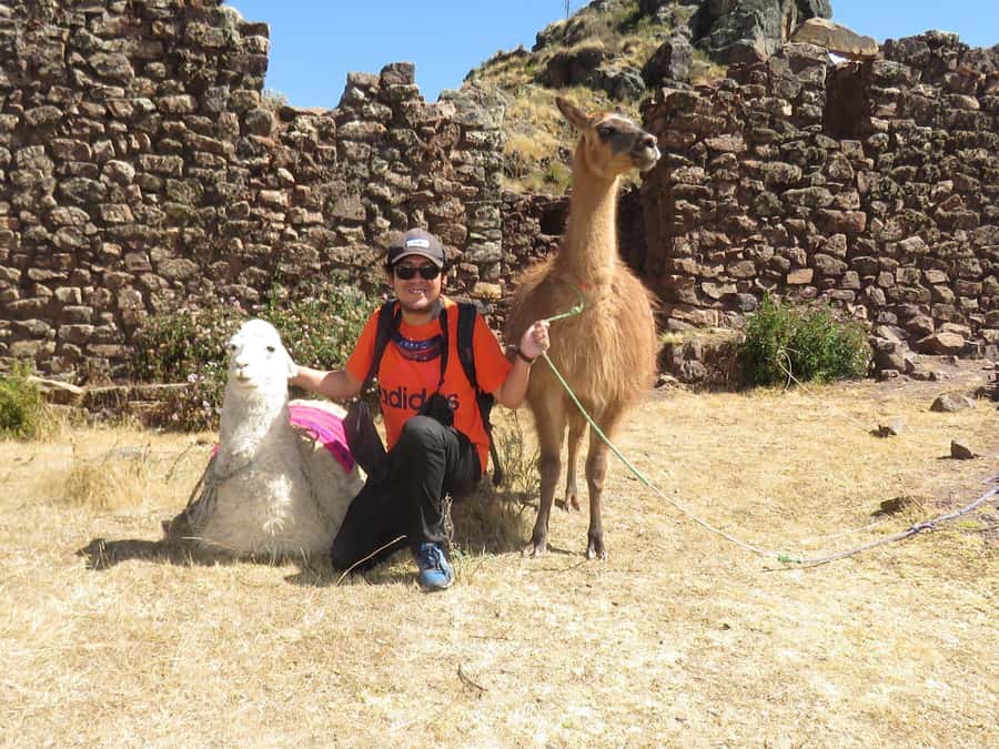 From Cusco: Llama Trekking - What You Can Expect from This Tour