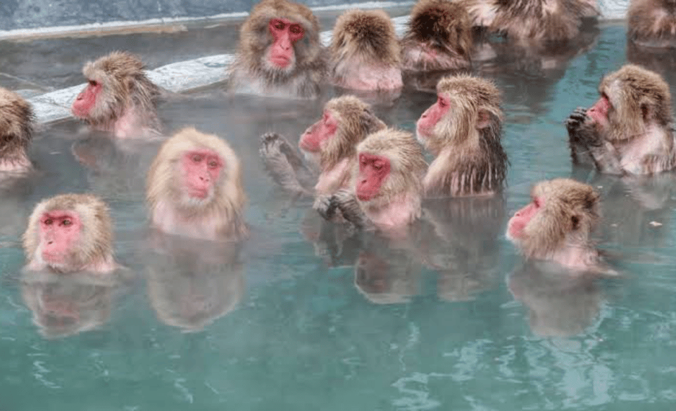 Nagano Full Day Private Tour: Zenkoji Temple, by Car - The Authentic Experience