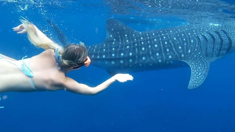 Cebu: Whale Shark Swim and Kawasan Canyoneering Tour - An In-Depth Look at What to Expect
