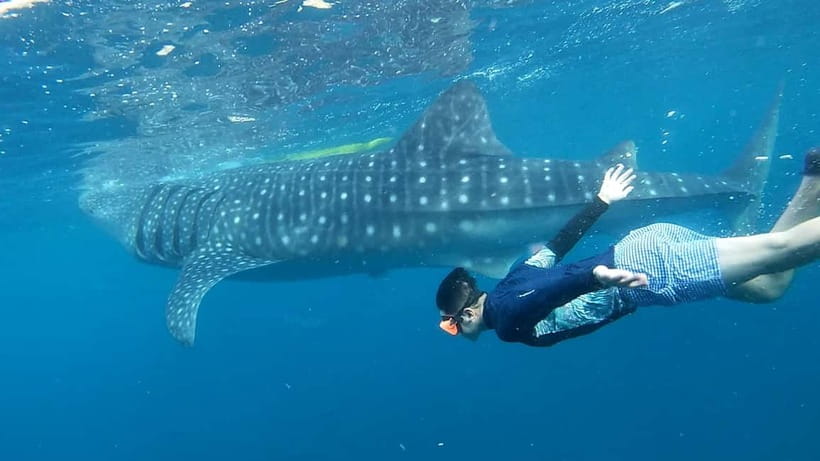 Cebu: Whale Shark Swim and Kawasan Canyoneering Tour - Is This Tour Worth Your Time and Money?