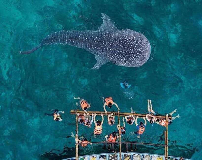 Cebu:WhaleShark Watching & Kawasan Canyoneering Private Tour - Final Thoughts: Who Will Love This Tour?
