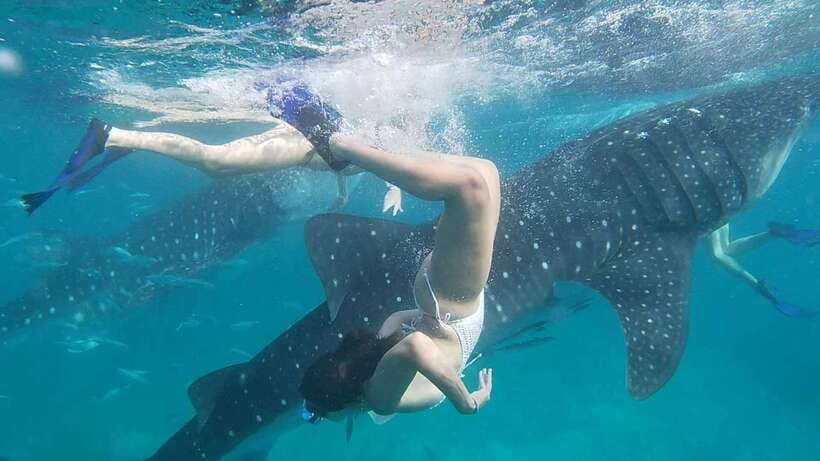 Cebu:WhaleShark Watching & Kawasan Canyoneering Private Tour - Exploring Cebu’s Unique Combo: Whale Shark Watching & Canyoneering
