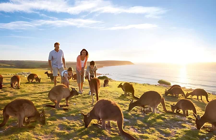 Great Ocean Road and Wildlife Day Tour - Who Will Love This Tour?