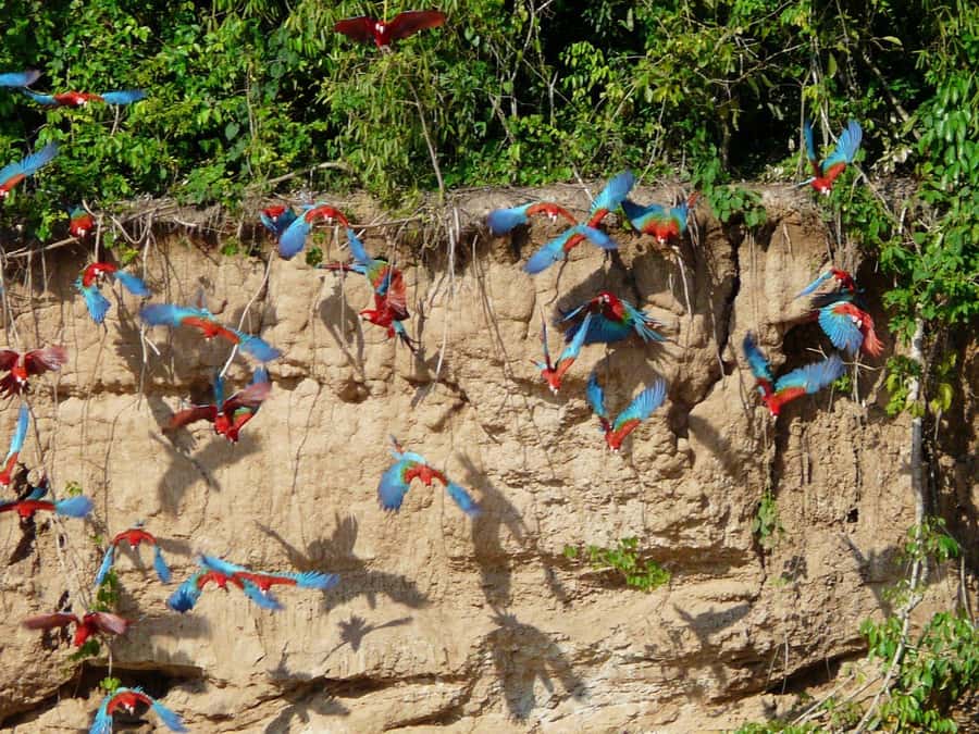 Tambopata National Reserve Tour 3 Days - A Detailed Look at the 3-Day Tambopata Experience