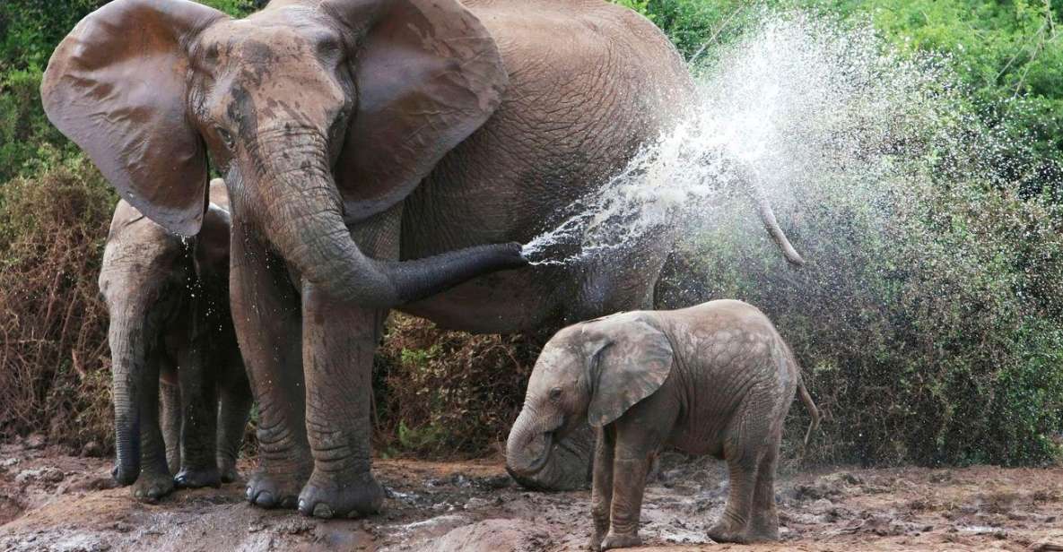 From Delhi: Taj Mahal Tour with Elephant Conservation Centre - Key Points