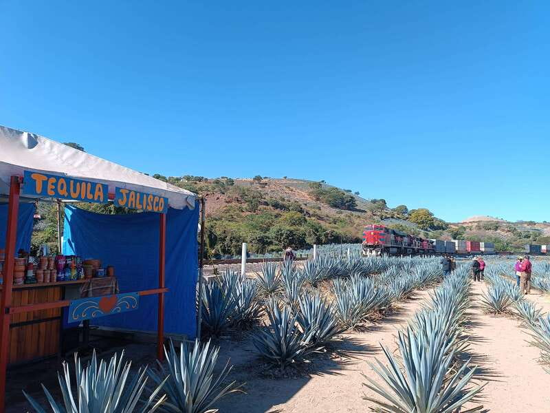 Five-star factory: Meet Orendain tequila. - Key Points